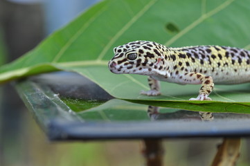 gecko