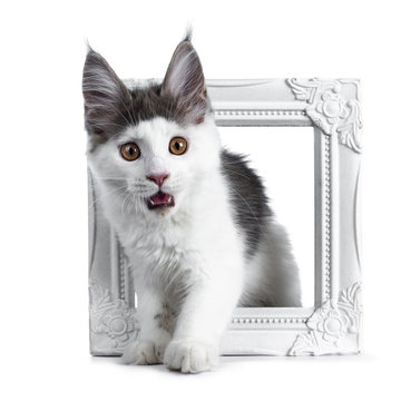 Funny and very expressive white with blue maine coon cat kitten standing through a white photo frame looking very surprised with open mouth straight at lens