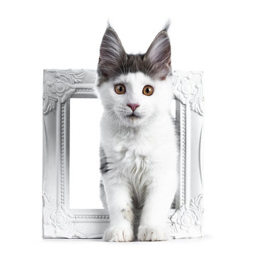 Funny and very expressive white with blue maine coon cat kitten standing through a white photo frame looking straight at lens