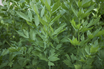 Fototapeta premium Levisticum officinale