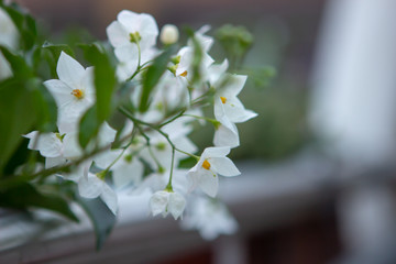 weiße Blüten