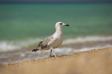 albatross on the sea background