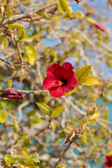 Egypt flower