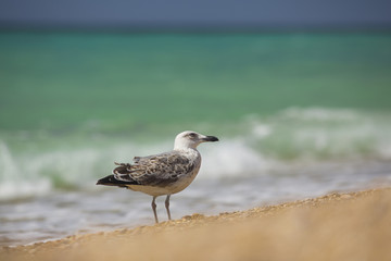 albatross on the sea background