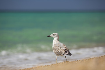 albatross on the sea background