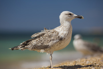 albatross on the sea background