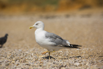 albatross on the sea background