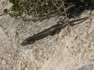 Lacertilia in Gozo