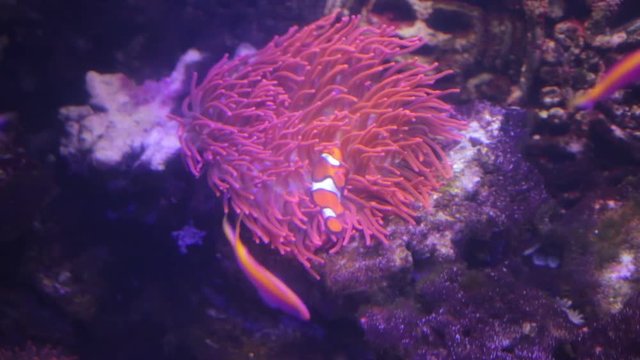 This is a clown fish.