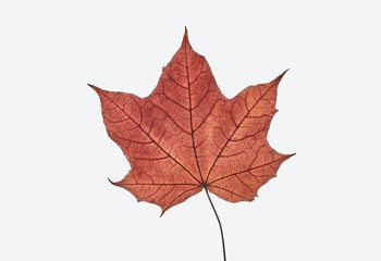 autumn maple leaf on white background, close-up, leaves texture, beautiful nature, red autumnal background