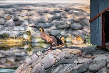 Young ducks on the river bank in the sunlight near a wooden house