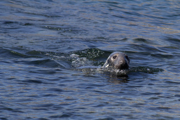 Fototapeta premium A seal swimming in the North Sea