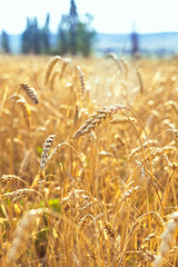 Wheat on the field. Plant, nature, rye