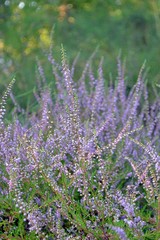 Delicate purple flowers on the dwarf shrub Calluna vulgaris (heather, broom heather) Ericaceae