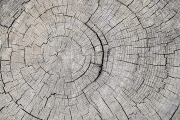 Texture of rough surface felled tree weathered with annual rings. Concept of long life longevity...