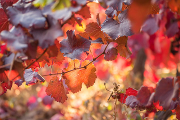 Bright red leaves on a vine on a sunny day in a vineyard.
