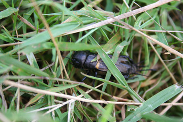 Black field cricket in the meadow. Gryllus campestris
