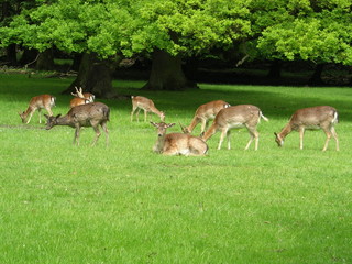 im Tierpark