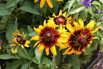 Beautiful yellow flowers in the garden / Echinacea