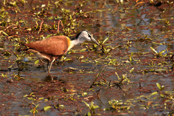 African Jacana wading through floating vegetation searching for food. 