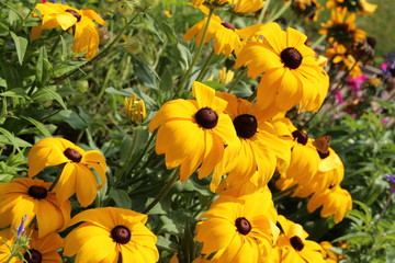 Beautiful yellow flowers in the garden / Echinacea