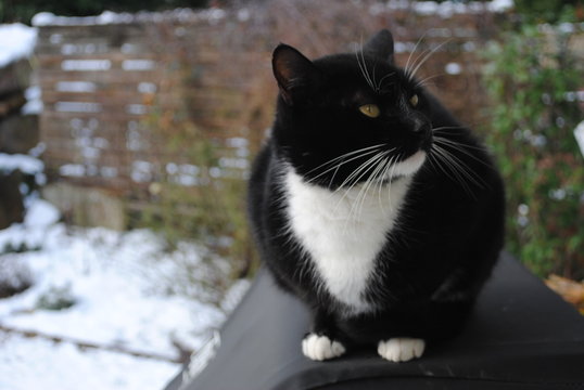Katze Karter