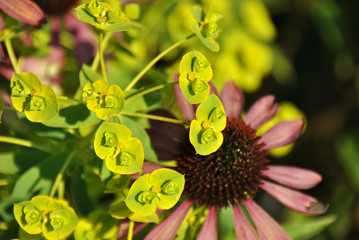 Macro shot of siberian spurge (euphorbia) and its bright lime-green flowers