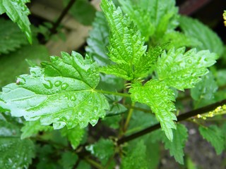 nettle