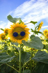 Sun flower wearing sunglasses against blue sky.