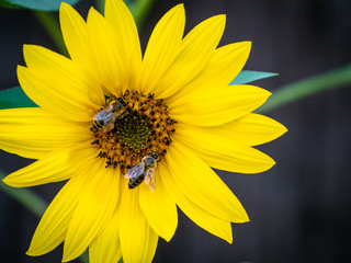 Sunflower with bees. Pollination of flowers. Summer flowering plant to produce sunflower oil.