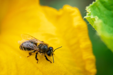 Bee on a petal. Flower of zucchini with bee. Pollination of flowers.