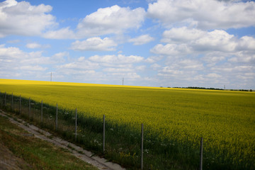 Fototapeta na wymiar Beautiful landscape of agricultural fields of Russia. Rapeseed field in summer, Blooming canola flowers. Bright Yellow rapeseed oil. Flowering rapeseed.