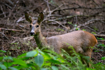 Roe deer in forest, Capreolus capreolus. Wild roe deer in nature.