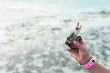 Live crab in hand on background of ocean