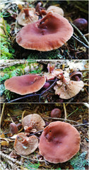 lactarius rubidus mushroom