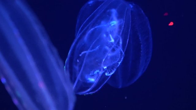 Beroe cucumis, comb jelly, shimmering in the water, 4K, raw