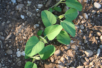 Soybean plants growing in a row in the field