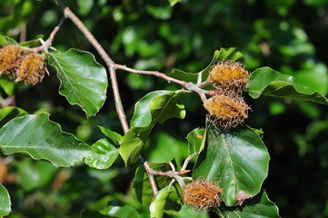 ripening nuts of a beech tree