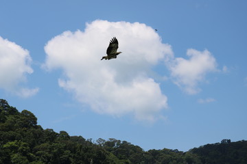 Aigle Langkawi