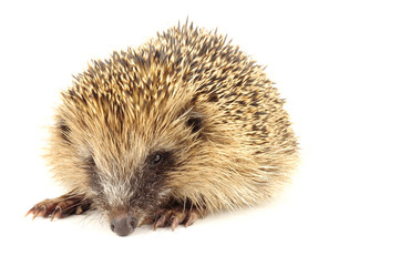 Hedgehog