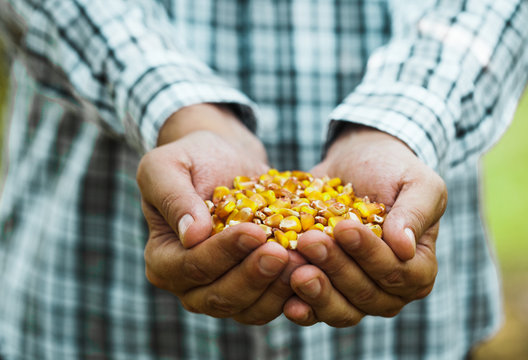 Fresh corn in hands