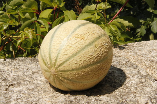 Melon sur une pierre