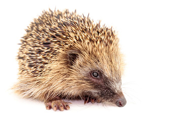 Hedgehog