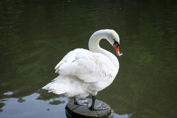 Fototapeta premium swan