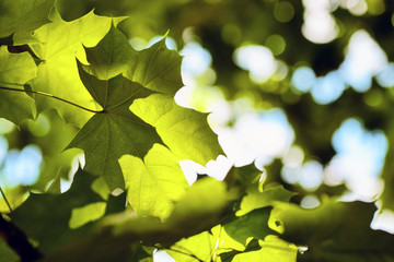 Shadow of maple leaf falls on another maple leaf on background of foliage and a blue sky with clouds out of focus or blurry