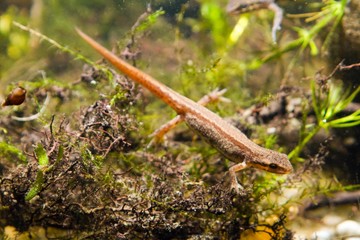 Common newt or smooth newt, Lissotriton vulgaris, female freshwater amphibian in breeding water form, biotope aquarium, closeup nature photo