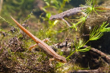 Common newt or smooth newt, Lissotriton vulgaris, female freshwater amphibian in breeding water...