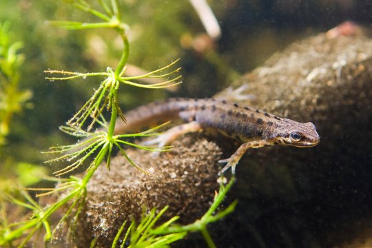 Common newt or smooth newt, Lissotriton vulgaris, male freshwater amphibian in breeding water form, biotope aquarium, closeup nature photo