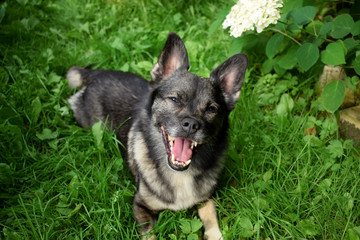 Happy mixed breed dog is sitting in the grass in a garden