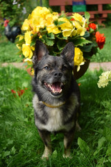 Happy mixed breed dog is sitting in the grass in a garden